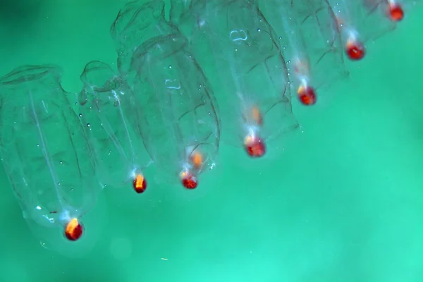 Vajina salp (tethys vajina) kızıl denizi. — Stok fotoğraf