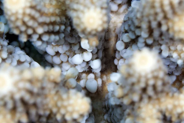 在红海中找到的珊瑚纹理. — 图库照片