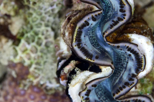 Giant clam detail in the Red Sea. — Stock Photo, Image