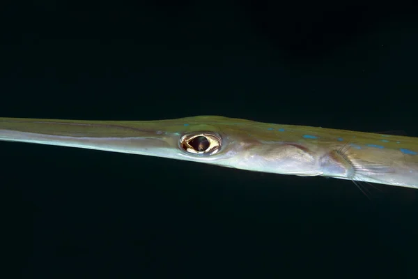 Needlefish close-up in the Red Sea. — Stock Photo, Image