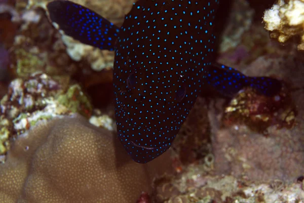 Peacock grouper close-up in de rode zee. — Stockfoto