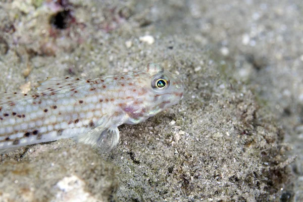 Süslü kaya balığı (istigobius decoratus) yakın çekim. — Stok fotoğraf