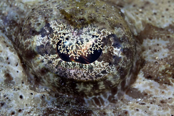 Indean okyanus crocodilefish göz . — Stok fotoğraf