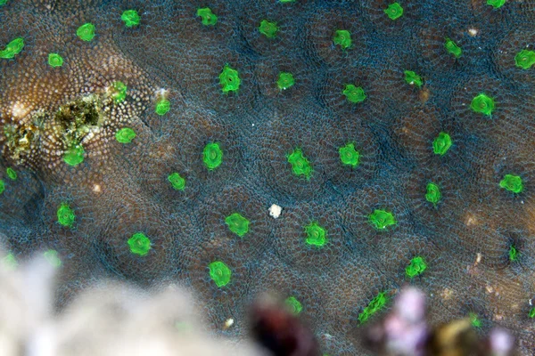 Korálové textury v Rudém moři. — Stock fotografie