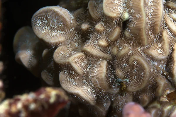 Korallenstruktur im Roten Meer gefunden. — Stockfoto