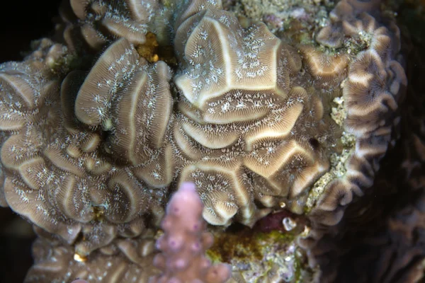 在红海中找到的珊瑚纹理. — 图库照片