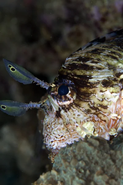 Lionfish close-up no Mar Vermelho . — Fotografia de Stock