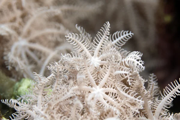 Měkoučký xenid (authelia glauca) v Rudém moři. — Stock fotografie
