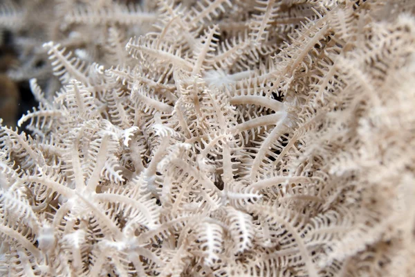 Xenide piumato (authelia glauca) nel Mar Rosso . — Foto Stock