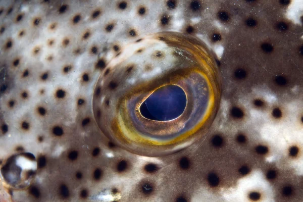 Eye of a malabar grouper. — Stock Photo, Image