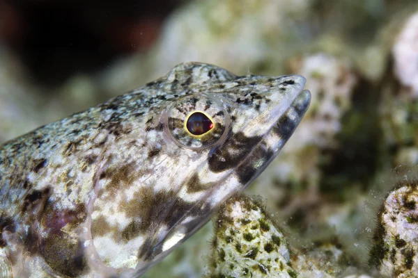 Närbild på en lizardfish i Röda havet. — Stockfoto
