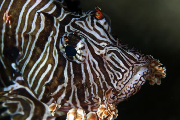 Κοντινό πλάνο Lionfish στην Ερυθρά Θάλασσα. — Φωτογραφία Αρχείου