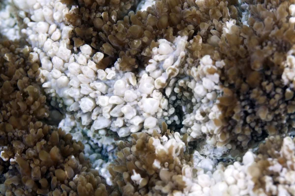 Texture corallienne trouvée dans la mer Rouge . — Photo