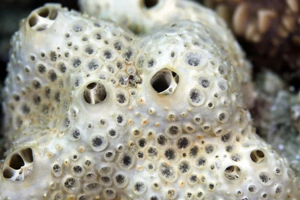 Textura de coral encontrada en el Mar Rojo . — Foto de Stock