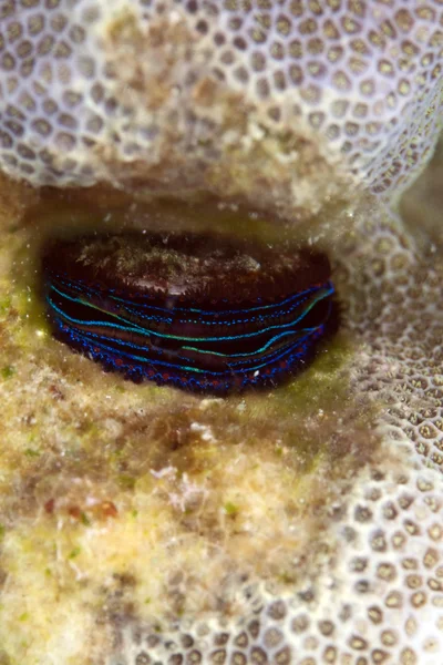 Kızıl deniz mercan scalop (pedum spondyloideum). — Stok fotoğraf