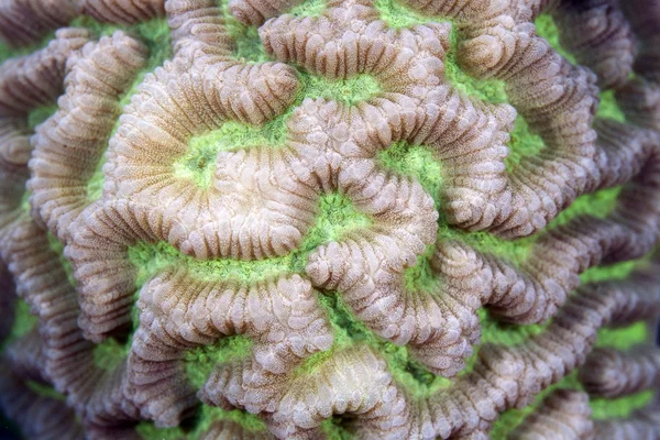 Textura de coral encontrada no Mar Vermelho . — Fotografia de Stock