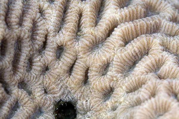 Textura de coral encontrada no Mar Vermelho . — Fotografia de Stock