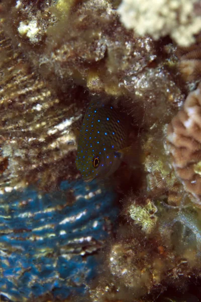 Jewel damselfish in the Red Sea. — Stock Photo, Image