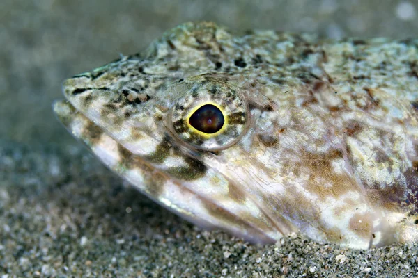 Close-up of a lizardfish in the Red Sea. — Stock Photo, Image
