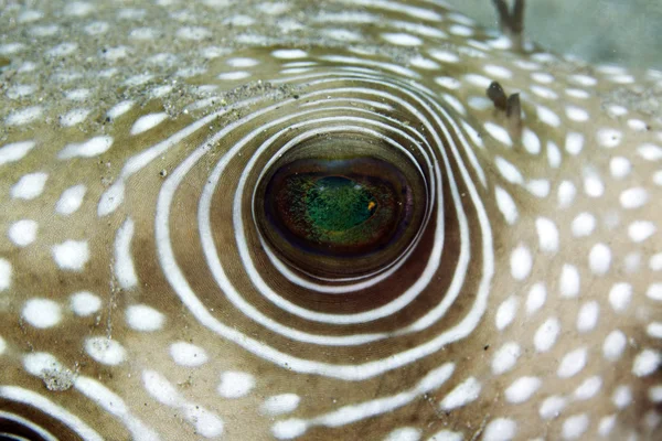 Белопятнистый фугу (arothron hispidus) крупным планом . — стоковое фото