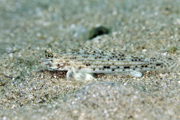 Украшенный goby (istigobius decoratus) в Красном море . — стоковое фото