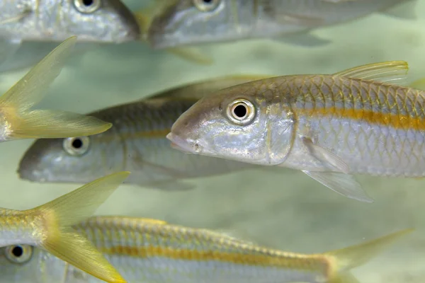 Gulfenad mullusfisk (mulloidichthys vanicolenses) i Röda havet. — Stockfoto