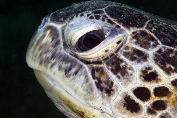 Retrato de tartaruga verde no Mar Vermelho . — Fotografia de Stock