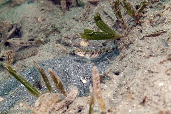 Ornate shrimpgoby (vanderhorstia ornatissima) in the Red Sea. — Stock Photo, Image