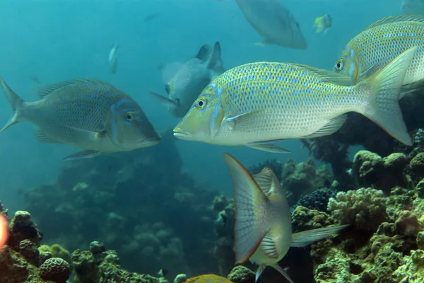 Posázený císař (lethrinus nebulosus) v Rudém moři. — Stock fotografie