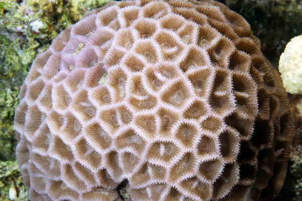 Detail van koraal in de rode zee. — Stockfoto