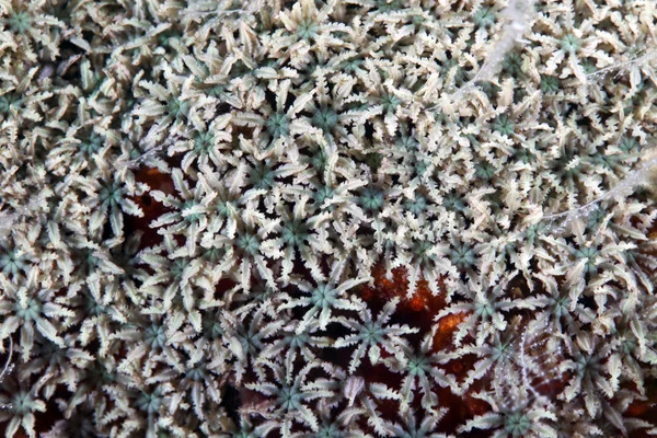 Koralldetaljer i Rødehavet . – stockfoto