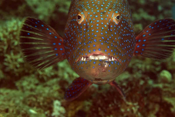 Coralgrouper close-up in the Red Sea. — Stock Photo, Image