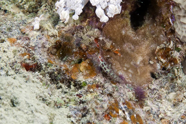 Ghiandaia dorsale (coryphopterus longispinus) nel Mar Rosso . — Foto Stock