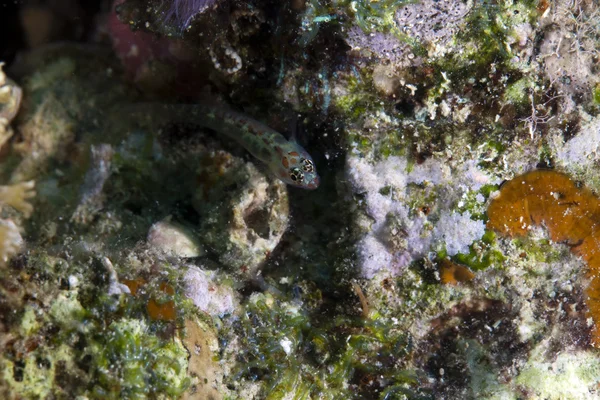 Sandgrundel (coryphopterus longispinus) im Roten Meer. — Stockfoto