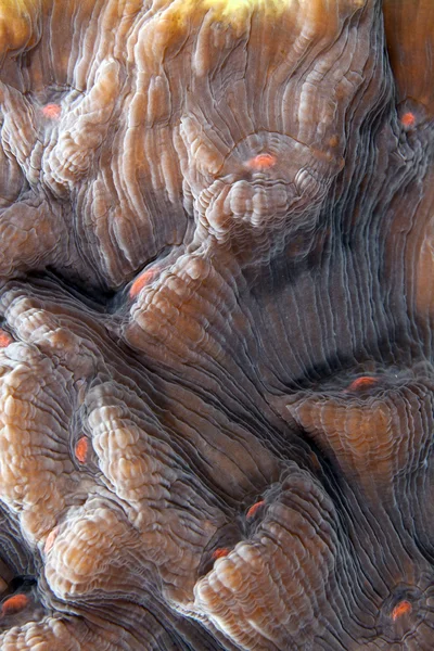 珊瑚在红海的详细信息. — 图库照片