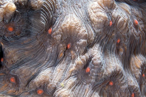 Detalj av koraller i Röda havet. — Stockfoto