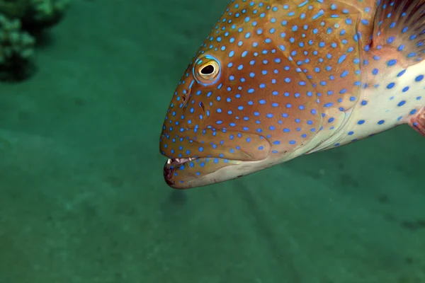 Coralgrouper close-up no Mar Vermelho . — Fotografia de Stock