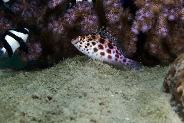 Épervier nain (cirrhitichthys oxycephalus) en mer Rouge . — Photo