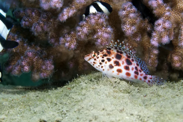Pixie Hökfiskar (cirrhitichthys oxycephalus) i Röda havet. — Stockfoto