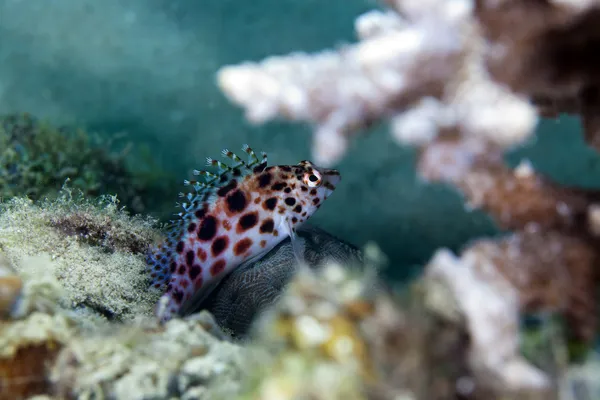 Pixie hawkfish (cirrhitichthys oxycephalus) in the Red Sea. — Stock Photo, Image