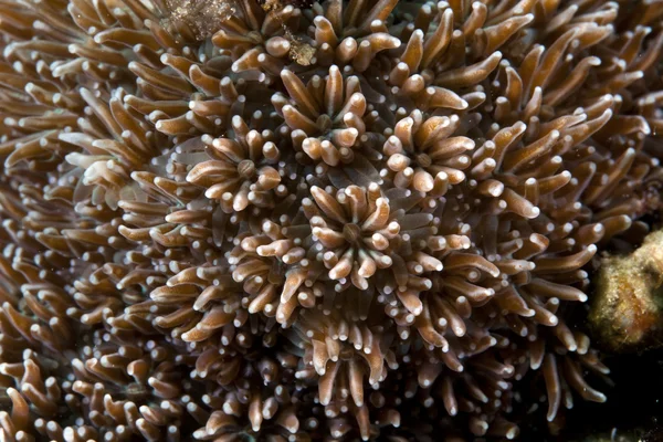 Detalhe do coral no Mar Vermelho . — Fotografia de Stock