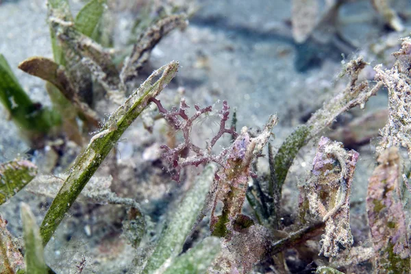 Seagrass Kızıl denizin üzerinde mercan büyüme detay. — Stok fotoğraf