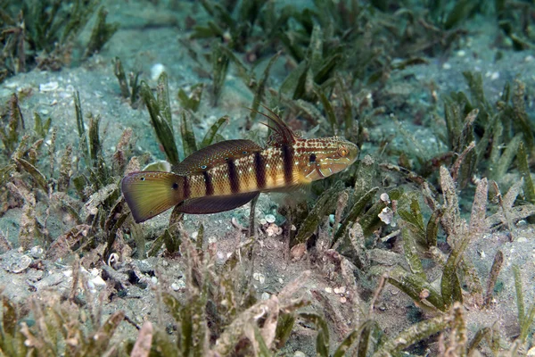 Manguito-de-cauda (Amblygobius albimaculatus) no Mar Vermelho . — Fotografia de Stock