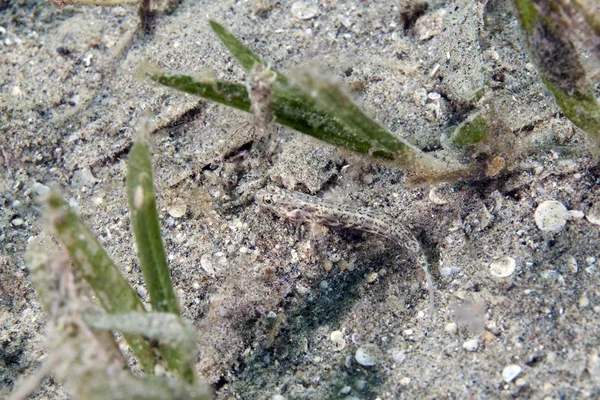 Zdobené shrimpgoby (vanderhorstia ornatissima) v Rudém moři. — Stock fotografie