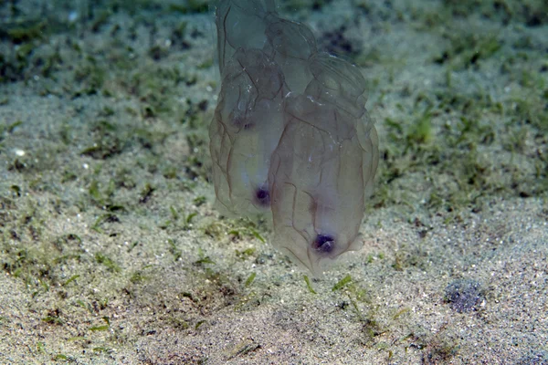 Salpa de vagina (tethys vagina) no Mar Vermelho . — Fotografia de Stock