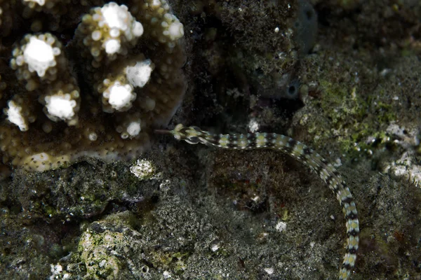Guilded pipefish (corythoichthys cf.schultzi) in the Red Sea. — Stock Photo, Image