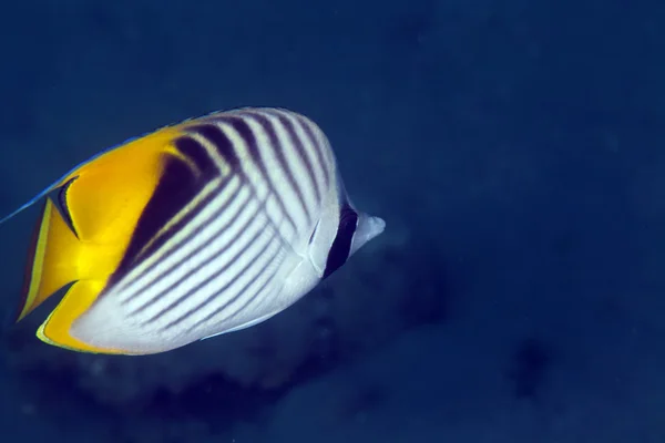Threadfin butterflyfish in the Red Sea. — Stock Photo, Image