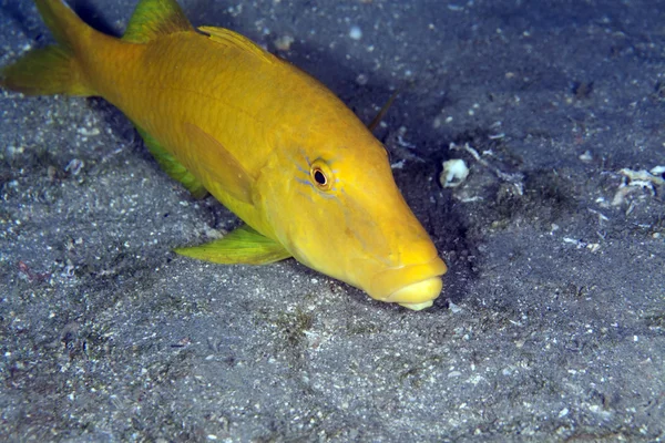 Peixe-cabra-de-sela-amarela no Mar Vermelho . — Fotografia de Stock