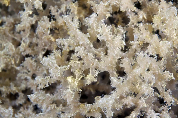 Textura de coral en el Mar Rojo . — Foto de Stock