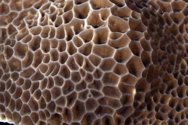 Korall textur i Röda havet. — Stockfoto